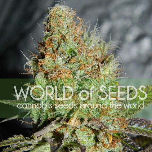 World of Seeds - Afghan Kush x Skunk